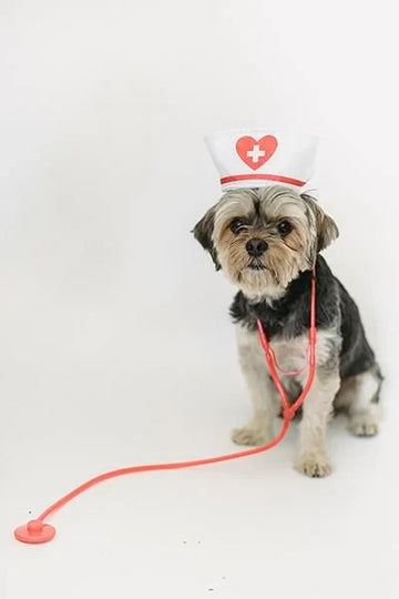 Köpeklere Hap Nasıl Verilir?