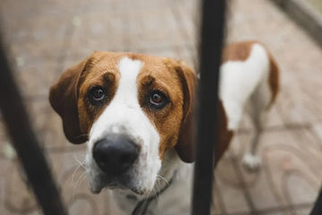 Köpeklerde Stres