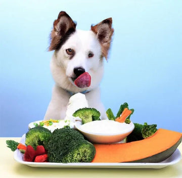 Köpeklere Yararlı Besinler