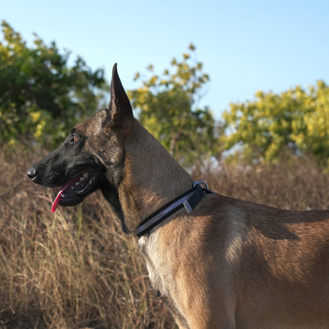 DuraPup Siyah Köpek Boyun Tasması