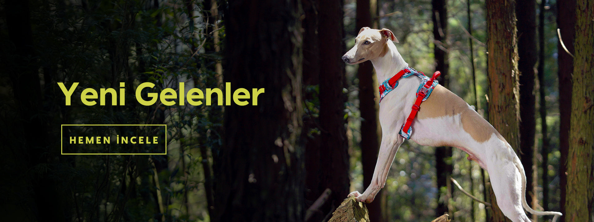 slider image slider_item_chbTKU