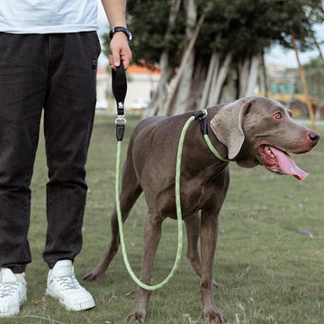 Köpeklerde Fiziksel ve Zihinsel Egzersizin Önemi